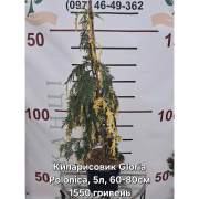 Кипарисовик нутканський Глорія Полоніка 